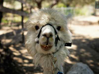 Ma c�� di pi�. Una volta individuato un determinato perimetro come territorio personale, gli alpaca diventano guardiani sorprendentemente abili grazie anche agli occhi grandi e al collo lungo, con cui avvistano un pericolo molto prima di quanto farebbe un cane